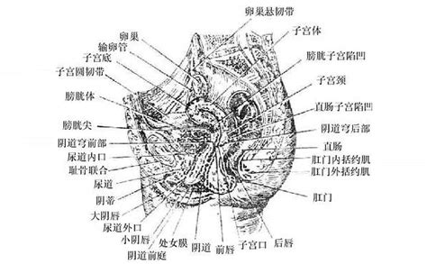 陰地位置|人體解剖學/女性外生殖器及女性尿道